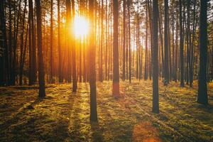 zonnestralen verhelderend de boomstammen van pijnboom bomen Bij zonsondergang of zonsopkomst in een herfst pijnboom Woud. esthetiek van wijnoogst film. foto
