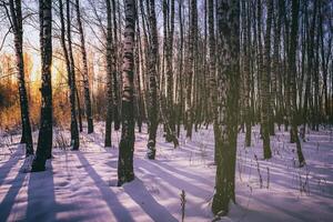 zonsondergang of zonsopkomst in een berk bosje met winter sneeuw. rijen van berk boomstammen met de zon stralen. wijnoogst camera film stijlvol. foto