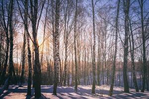 zonsondergang of zonsopkomst in een berk bosje met winter sneeuw. rijen van berk boomstammen met de zon stralen. wijnoogst camera film stijlvol. foto