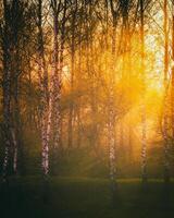 zonsondergang of zonsopkomst in een voorjaar berk Woud met helder jong gebladerte gloeiend in de stralen van de zon. wijnoogst film stijlvol. foto