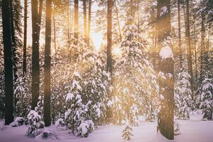 zonsondergang of zonsopkomst in de winter pijnboom Woud gedekt met een sneeuw. rijen van pijnboom boomstammen met de zon stralen. wijnoogst film stijlvol. foto