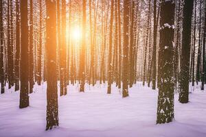 zonsondergang of zonsopkomst in de winter pijnboom Woud gedekt met een sneeuw. rijen van pijnboom boomstammen met de zon stralen. wijnoogst film stijlvol. foto