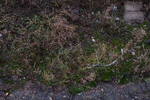 een deel van de grond Oppervlakte met een mos en gras foto