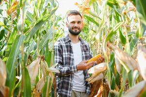 een Mens inspecteert een maïs veld- en looks voor ongedierte. geslaagd boer en agro bedrijf. foto