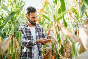 een Mens inspecteert een maïs veld- en looks voor ongedierte. geslaagd boer en agro bedrijf. foto