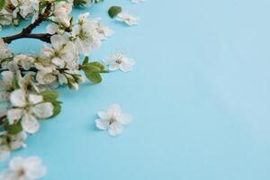 foto van voorjaar wit kers bloesem boom Aan blauw achtergrond. visie van bovenstaande, vlak leggen, kopiëren ruimte. voorjaar en zomer achtergrond.