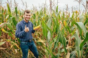 agronoom houdt tablet tintje stootkussen computer in de maïs veld- en onderzoeken gewassen voordat oogsten. agribusiness concept. agrarisch ingenieur staand in een maïs veld- met een tablet. foto