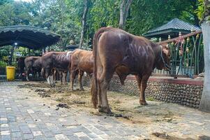 offer koe behoren naar de tulungagung stad regering gedurende eid al-adha foto