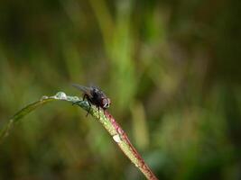 insecten vlieg, licht groen gras met zonlicht foto