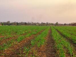suikerstok plantages, agrarisch planten toenemen omhoog foto