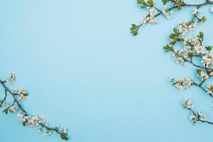 foto van voorjaar wit kers bloesem boom Aan blauw achtergrond. visie van bovenstaande, vlak leggen, kopiëren ruimte. voorjaar en zomer achtergrond. kers bloesem Aan een blauw achtergrond