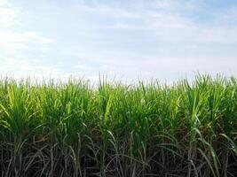 suikerstok plantages, de landbouw tropisch fabriek in Thailand foto