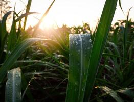 suikerstok plantages, tropisch planten, landbouw en zonsondergangen in Thailand foto