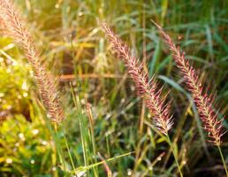 ochtend- gras bloemen zonneschijn foto