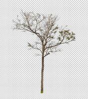 boom Aan transparant achtergrond met knipsel pad, single boom met knipsel pad en alpha kanaal foto