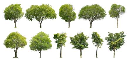 verzameling boom besnoeiing uit van origineel achtergrond en vervangen met wit achtergrond voor gemakkelijk naar selectie. foto