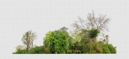 groen bomen geïsoleerd Aan transparant achtergrond Woud en zomer gebladerte voor beide afdrukken en web met besnoeiing pad en alpha kanaal foto