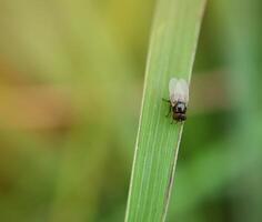 insecten vlieg, licht groen gras met zonlicht foto