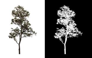boom Aan transparant afbeelding achtergrond met knipsel pad, single boom met knipsel pad en alpha kanaal. foto