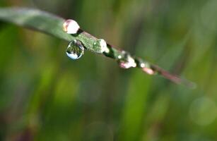 dauw laten vallen Aan een blad van gras foto