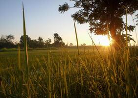 spectaculair zonsondergang over, oranje zon stijgende lijn omhoog over- de horizon foto