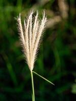 ochtend- gras bloemen zonneschijn foto