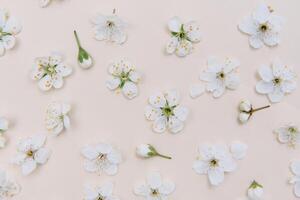 wit pastel voorjaar bloem Aan kleur achtergrond . kers bloesem bloem illustratie. voorjaar en zomer achtergrond. top visie. foto