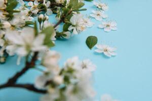 foto van voorjaar wit kers bloesem boom Aan blauw achtergrond. visie van bovenstaande, vlak leggen, kopiëren ruimte. voorjaar en zomer achtergrond. kers bloesem Aan een blauw achtergrond