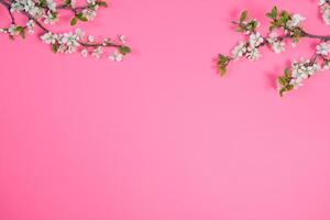 foto van voorjaar wit kers bloesem boom Aan roze achtergrond. visie van bovenstaande, vlak leggen, kopiëren ruimte. voorjaar en zomer achtergrond.