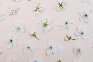 wit pastel voorjaar bloem Aan kleur achtergrond . kers bloesem bloem illustratie. voorjaar en zomer achtergrond. top visie. foto