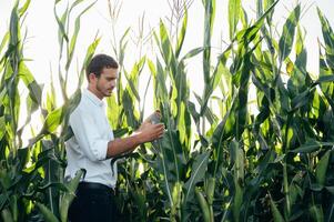 agronoom houdt tablet tintje stootkussen computer in de maïs veld- en onderzoeken gewassen voordat oogsten. agribusiness concept. agrarisch ingenieur staand in een maïs veld- met een tablet in zomer. foto