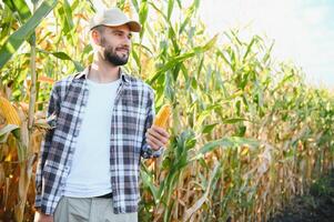 een Mens inspecteert een maïs veld- en looks voor ongedierte. geslaagd boer en agro bedrijf. foto