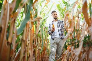 een mannetje boer of agronoom is werken in een maïs veld. de concept van landbouw foto
