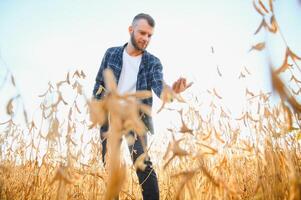 een jong knap boer of agronoom onderzoekt de rijpen van soja bonen in de veld- voordat oogsten foto