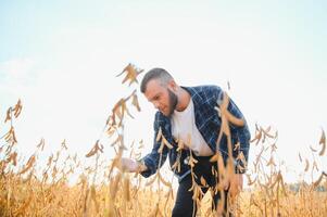 agronoom inspecteren soja Boon gewassen groeit in de boerderij veld. landbouw productie concept. jong agronoom onderzoekt soja Bijsnijden Aan veld. boer Aan soja veld. foto