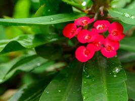 rood bloemen bloeien in de lente, mooi rood bloemen. foto