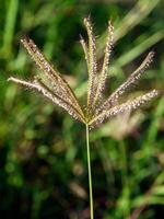 ochtend- gras bloemen zonneschijn foto