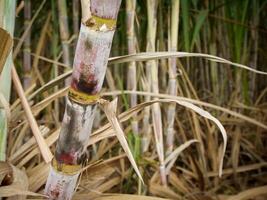 suikerstok plantages, de landbouw tropisch fabriek in Thailand foto