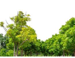 groen bomen geïsoleerd Aan wit achtergrond.zijn Woud en gebladerte in zomer voor beide het drukken en web Pagina's met besnoeiing pad en alpha kanaal foto