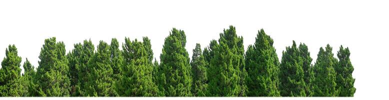groen bomen geïsoleerd Aan wit achtergrond.zijn Woud en gebladerte in zomer voor beide het drukken en web Pagina's met besnoeiing pad en alpha kanaal foto