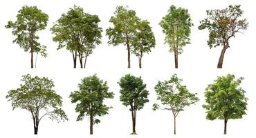 verzameling boom besnoeiing uit van origineel achtergrond en vervangen met wit achtergrond voor gemakkelijk naar selectie. foto