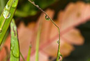 dauw laten vallen Aan een blad van gras foto