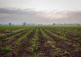 suikerstok plantages, agrarisch planten toenemen omhoog foto