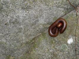 een opgerold duizendpoot vormig Aan grond. foto