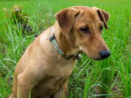 hond zittend in groen gras foto