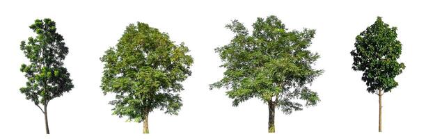 reeks van geïsoleerd bomen Aan wit achtergrond , de verzameling van bomen foto