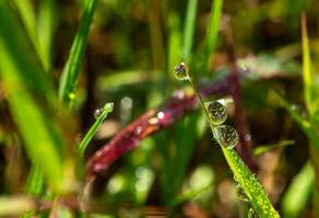 laten vallen van dauw in ochtend- Aan blad foto