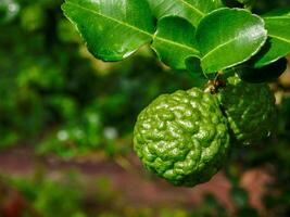 bergamot en groen bladeren Aan de boom. foto