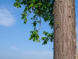 een groot boom met takken plakken uit met een helder buik atmosfeer. foto