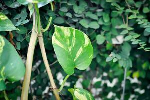 duivels klimop, gouden pothos of jagers gewaad of epipremnum aureum of araceae foto